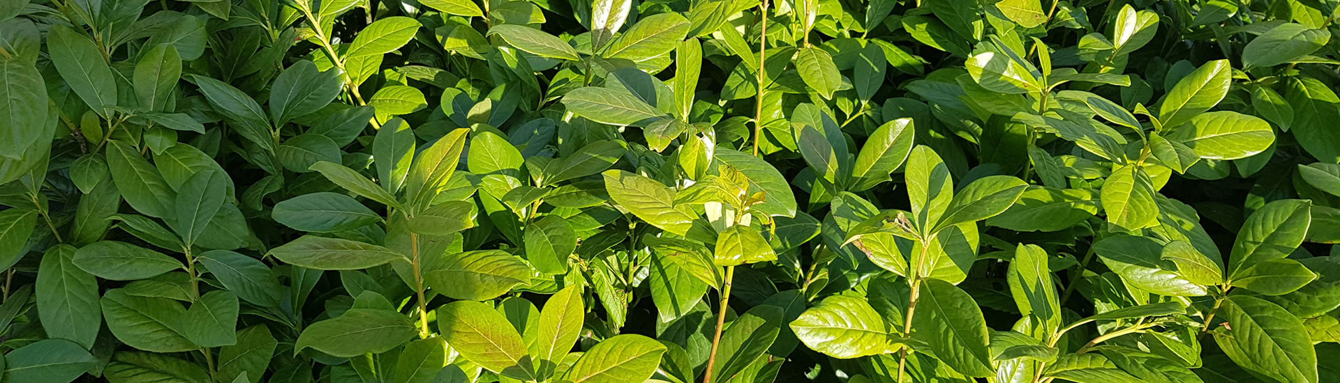 Vavrínovec lekársky Novita, Etna, Caucasica, Diana, Genolia, Rotundifolia