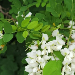 agát biely, robinia pseudoacacia, agát, agat, agat biely, agát biely obvod kmeňa 8-10cm