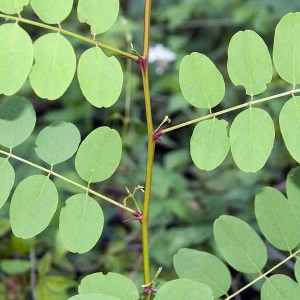 agát biely, robinia pseudoacacia, agát, agat, agat biely, agát biely obvod kmeňa 12-14cm