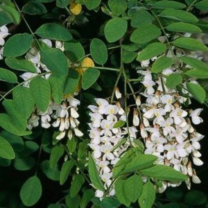 agát biely, robinia pseudoacacia, agát, agat, agat biely, agát biely obvod kmeňa 10-12cm