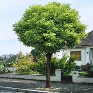 agát biely, robinia pseudoacacia umbraculifera, agát, agat, agát umbraculifera, agát biely umbraculifera, robinia pseudoacacia umbraculifera.obvod kmeňa 24-26cm