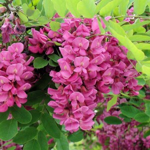 agát srstnatý ružový, robinia hispida rosea obvod kmeňa 12-14cm, agát, agát srstnatý ružový, agat