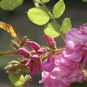 agát srstnatý ružový, robinia hispida rosea obvod kmeňa 10-12cm, agát, agát srstnatý ružový, agat