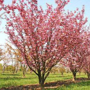 čerešňa royal burgundy, prunus serrulata royal burgundy, čerešňa, ceresna, čerešne, ceresne, prunus royal burgundy, ceresna royal burgundy, čerešňa royal burgundy tvar viackmeň, čerešňa tvar viackmeň