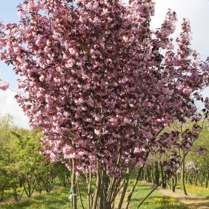 čerešňa royal burgundy, prunus serrulata royal burgundy, čerešňa, ceresna, čerešne, ceresne, prunus royal burgundy, ceresna royal burgundy, čerešňa royal burgundy tvar viackmeň, čerešňa tvar viackmeň