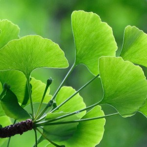 ginko biloba, ginkgo biloba, ginko, ginkgo