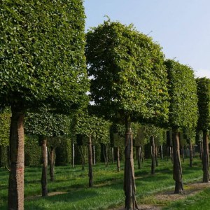 hrab obyčajný, hrab obycajny, carpinus betulus, carpinus, hrab, hraby, plot z hrabu, hrab obyčajný tvar špalier kmienik 200cm, hrab obyčajný tvar špalier