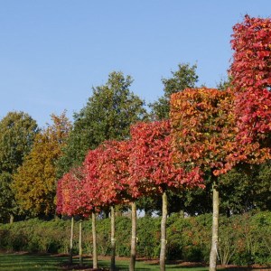 hrab obyčajný, hrab obycajny, carpinus betulus, carpinus, hrab, hraby, plot z hrabu, hrab obyčajný tvar špalier kmienik 180cm, hrab obyčajný tvar špalier