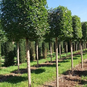 hrab obyčajný, hrab obycajny, carpinus betulus, carpinus, hrab, hraby, plot z hrabu, hrab obyčajný tvar špalier kmienik 150cm, hrab obyčajný tvar špalier