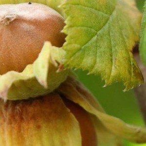 lieska gentile delle langhe, corylus tonda gentile delle langhe, lieska gentile, corylus tonda delle langhe