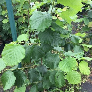 lieska gentile delle langhe, corylus tonda gentile delle langhe, lieska gentile, corylus tonda delle langhe