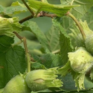 lieska gentile delle langhe, corylus tonda gentile delle langhe, lieska gentile, corylus tonda delle langhe