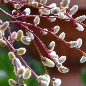 vŕba rakytová curly locks. salix caprea curly locks, vŕba curly locks. salix curly locks